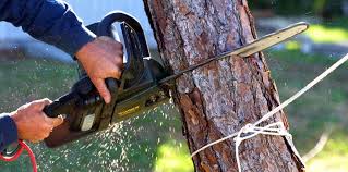 How Our Tree Care Process Works  in  Prineville Lake Acres, OR